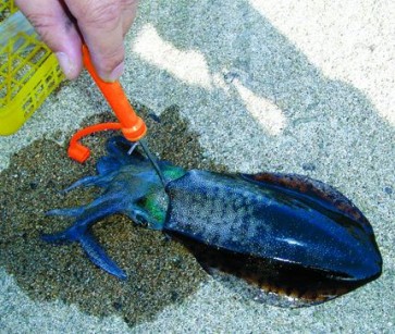 NAKAZIMA IKA SHINKEI